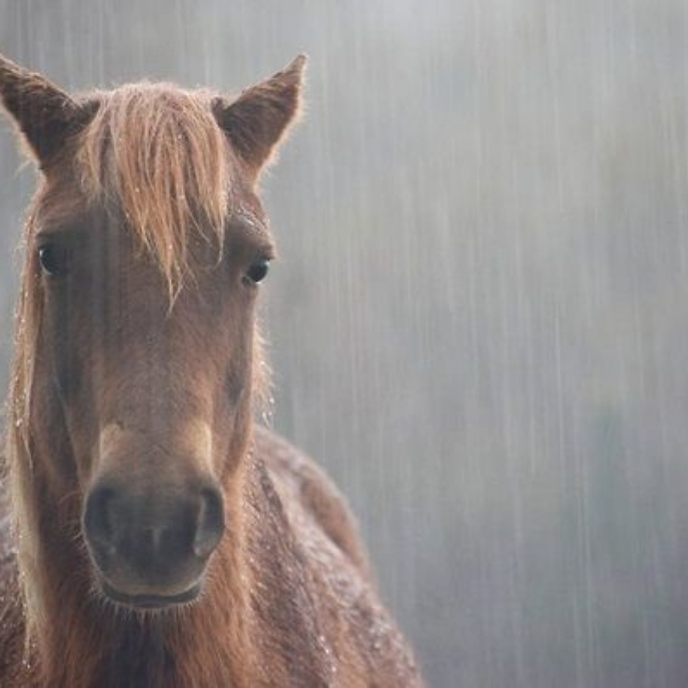 Meet your Posher, Boot